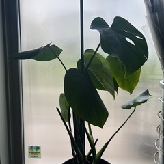きまりました。植物の画像