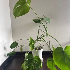 きまりました。植物の画像