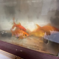 お譲り予定者様決定　差し上げます　金魚6匹全て引き取って下さる方の画像