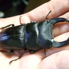 佐賀県産オオクワガタ ♂76.3ミリ ♀49.5ミリ ペアの画像