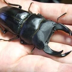 佐賀県産オオクワガタ ♂76.3ミリ ♀49.5ミリ ペアの画像