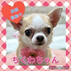 引退犬の里親募集★チワワのちくわちゃん★