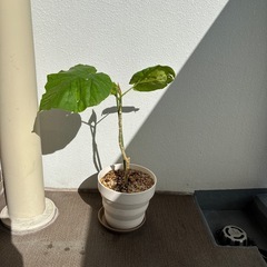 ウンベラータ　観葉植物の画像