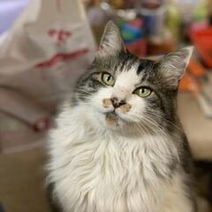 撫でられるのが好きな猫　
