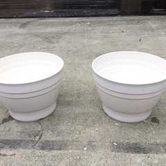2個【中古】プラスチック植木鉢(白／低め幅広デザイン) 約10号　販売中！の画像