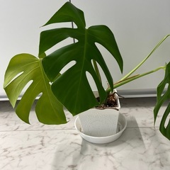 観葉植物　モンステラの画像