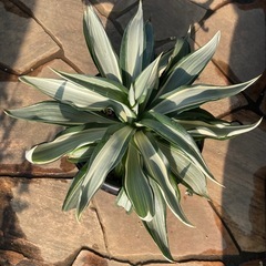 🌿 アガベ デスメティアーナ “ホワイト” 約30cm株(直接取引限定) 🌿 の画像