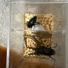ギラファノコギリクワガタペア 再入荷の画像