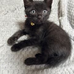 黒猫くん1ケ月