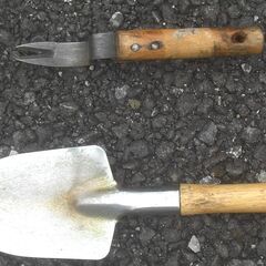 大葉 紫蘇 1株100円 お好きな株を選択できます。花穂が出はじめた株もあります。の画像