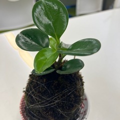 試作品の苔玉の画像