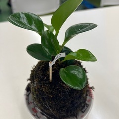 試作品の苔玉の画像