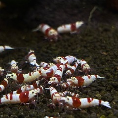 レッドビーシュリンプ  太極タイガービーの画像