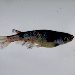 メダカ めだか🐟和墨白銀三色 1ペアの画像