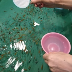 メダカ掬い&改良メダカ販売