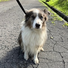 ボーダーコリー ♂ セーブルマール 引退犬 里親募集 