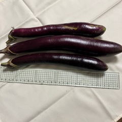 【取引完了】秋茄子（３本）