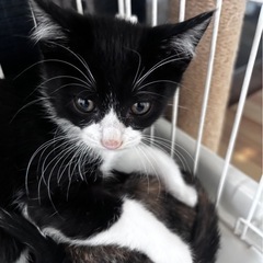 黒白キレイなハチワレ子猫