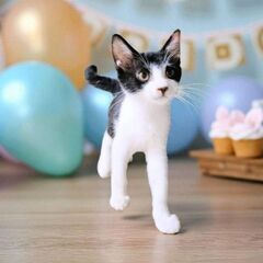 9月27日（土）🌠🪐🌠三鷹で猫の譲渡会🍁🍃🍁白黒のハチワレ　男の...