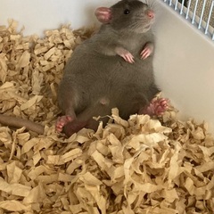 ファンシーラット　男の子