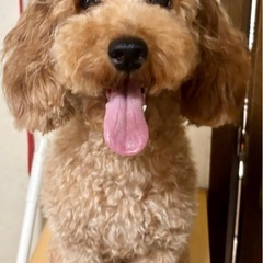 2才 女の子 トイプードル ブリーダー引退犬