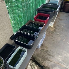 メダカ ミックス 15匹 1000円（直接手渡し）の画像
