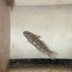 海水魚　カニ　エビ　海藻の画像