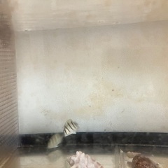 海水魚　カニ　エビ　海藻の画像