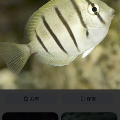 海水魚　カニ　エビ　海藻の画像