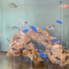海水魚　熱帯魚　カニ　エビの画像