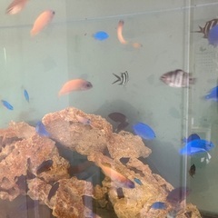 海水魚　熱帯魚　カニ　エビの画像