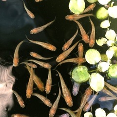 レクリスめだかの画像