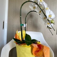 【バナナ】中古品 胡蝶蘭 2本立ち 生花 白の画像