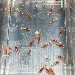極上ファンシータイガーシュリンプ【太極】 選外 〜 極上 の画像