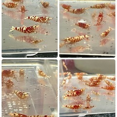 極上ファンシータイガーシュリンプ【太極】 選外 〜 極上 の画像