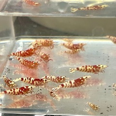 極上ファンシータイガーシュリンプ【太極】 選外 〜 極上 の画像