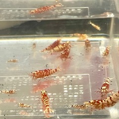 極上ファンシータイガーシュリンプ【太極】 選外 〜 極上 の画像