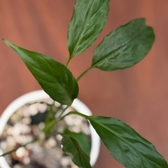 【有田焼鉢付き】スパティフィラム｜観葉植物 高さ20cm 和柄インテリアグリーンの画像