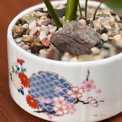 【有田焼鉢付き】スパティフィラム｜観葉植物 高さ20cm 和柄インテリアグリーンの画像