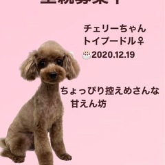 チェリーちゃん☆里親募集中