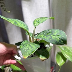 ホマロメナ カモフラージュ 観葉植物 パルダリウムの画像