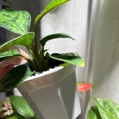 ホマロメナ カモフラージュ 観葉植物 パルダリウムの画像