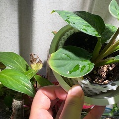 ホマロメナ カモフラージュ 観葉植物 パルダリウムの画像