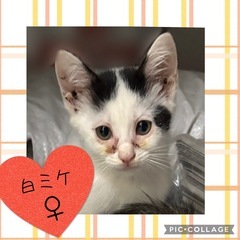 写真追加♡生後2ヶ月ぐらいの白ミケの女の子♡