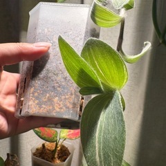 トラディスカンチア シラモンタナ 白雪姫 観葉植物の画像