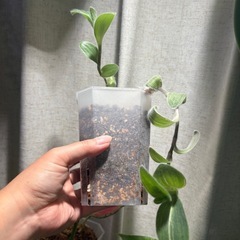 トラディスカンチア シラモンタナ 白雪姫 観葉植物の画像