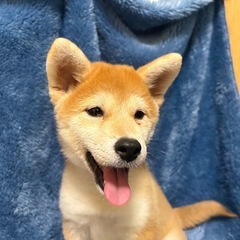 柴犬　女の子
