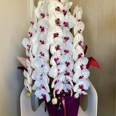 【バナナ】③中古品 胡蝶蘭 3本立ち 生花 白 贈答品の画像