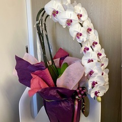 【バナナ】③中古品 胡蝶蘭 3本立ち 生花 白 贈答品の画像