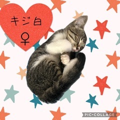 起きてる写真追加♡生後2ヶ月ぐらいのキジ白女の子♡派